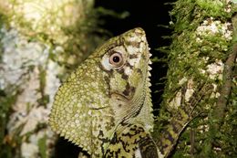 Image of Smooth Helmeted Iguana