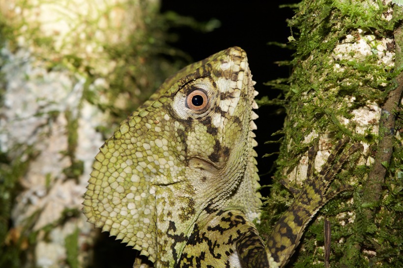 Image of Smooth Helmeted Iguana