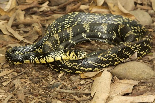 Image of Chicken Snake