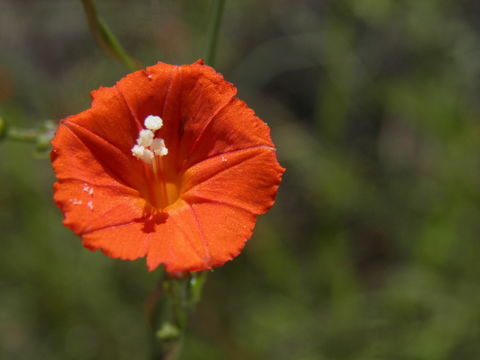 Слика од Ipomoea cristulata Hall. fil.