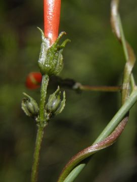 Слика од Ipomoea cristulata Hall. fil.