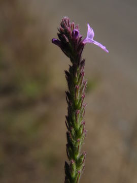 Image de Verbena pinetorum Moldenke