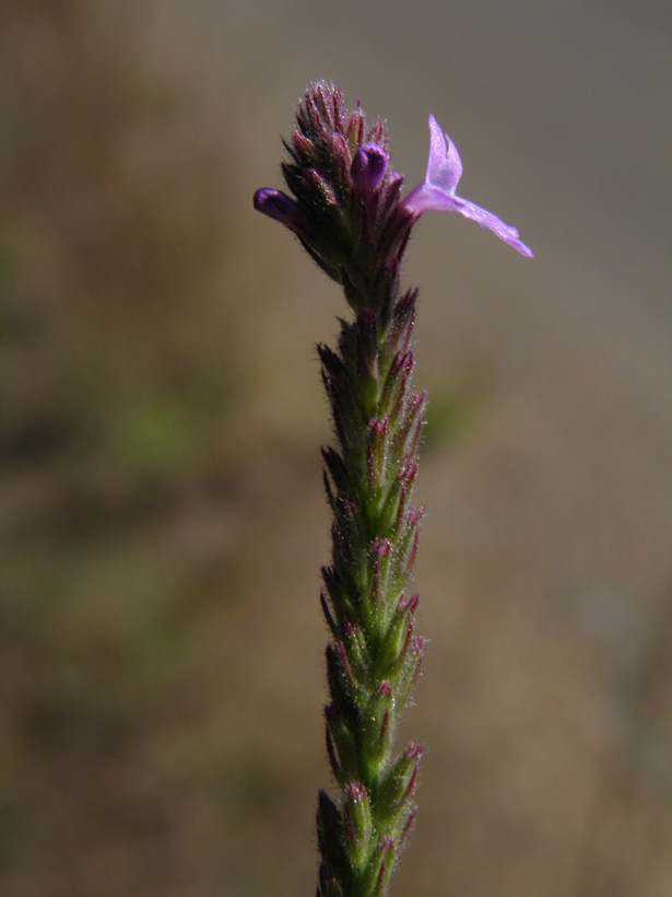 Image of Chihuahuan vervain