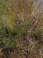 Image de Verbena pinetorum Moldenke