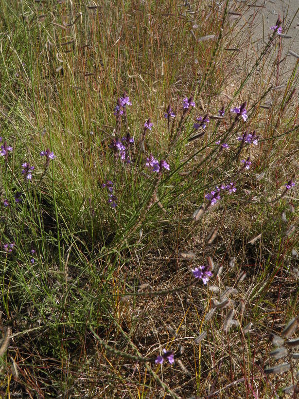 Image of Chihuahuan vervain