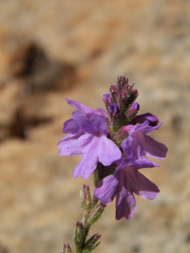 Image de Verbena pinetorum Moldenke