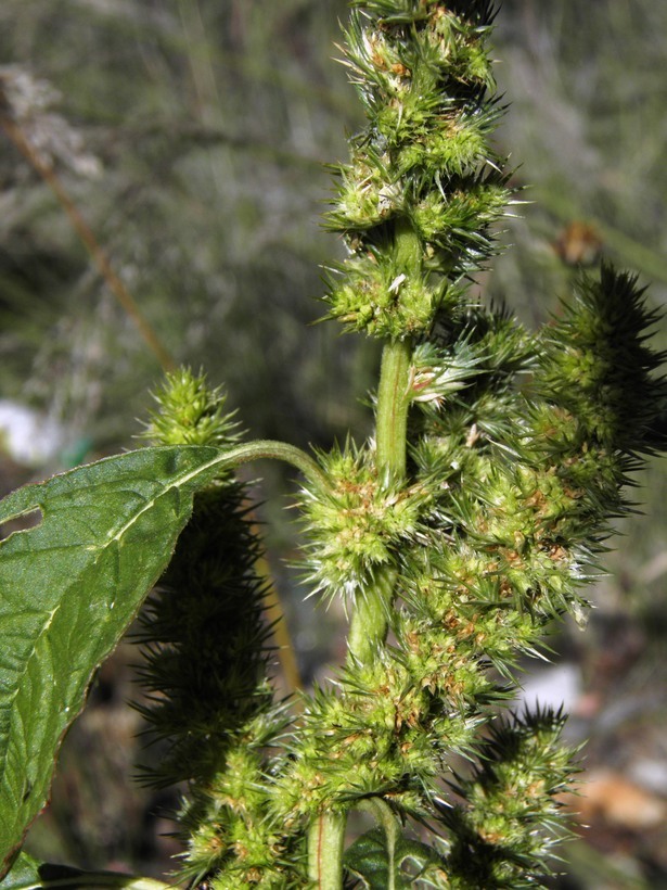 Amaranthus hybridus L. resmi