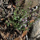 Hedeoma oblongifolia (A. Gray) A. Heller resmi