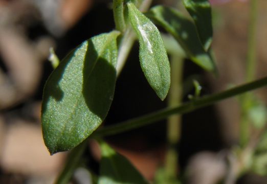 Image of oblongleaf false pennyroyal