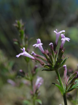 Image of oblongleaf false pennyroyal