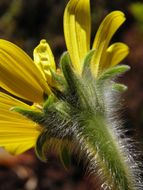 Tithonia tubaeformis (Jacq.) Cass. resmi