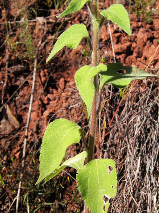 صورة Tithonia tubaeformis (Jacq.) Cass.