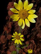 صورة Tithonia tubaeformis (Jacq.) Cass.