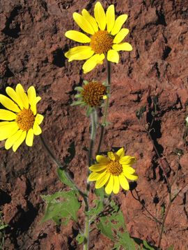 Tithonia tubaeformis (Jacq.) Cass. resmi