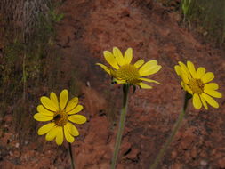 صورة Tithonia tubaeformis (Jacq.) Cass.