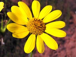 Imagem de Tithonia tubaeformis (Jacq.) Cass.