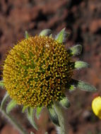 صورة Tithonia tubaeformis (Jacq.) Cass.