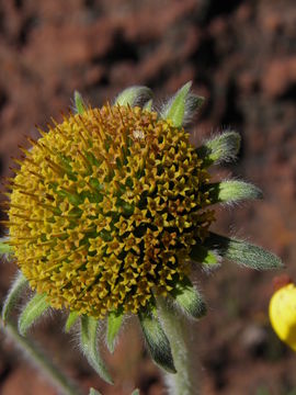 Tithonia tubaeformis (Jacq.) Cass. resmi