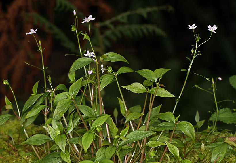 Plancia ëd Claytonia sibirica L.