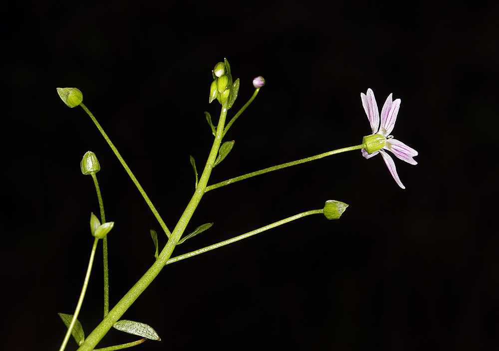 Image of Siberian springbeauty