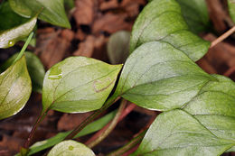 Plancia ëd Claytonia sibirica L.