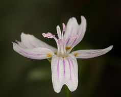 Image of Siberian springbeauty