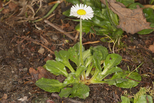 Image of Daisy