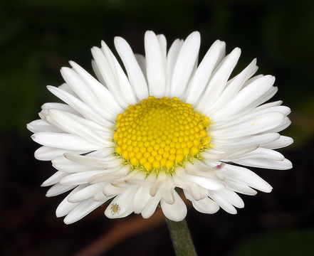 Image of Daisy