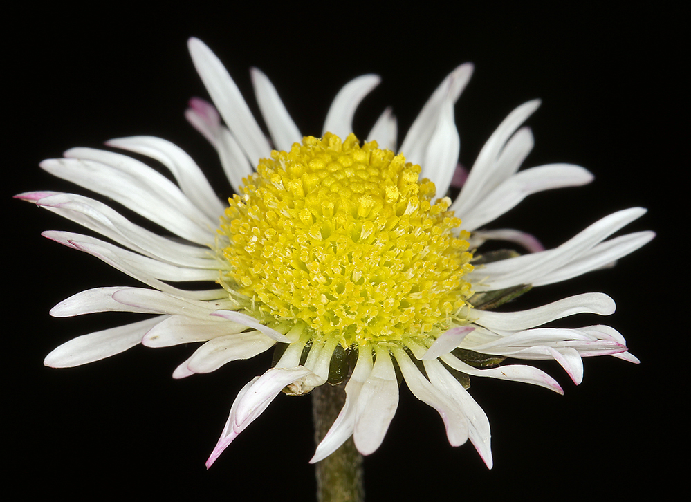 Image of Daisy