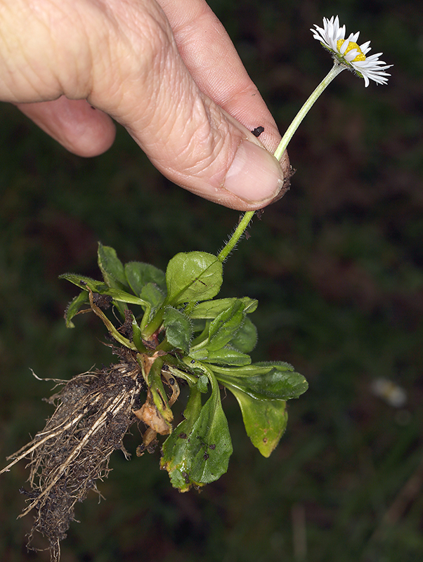 Image of Daisy