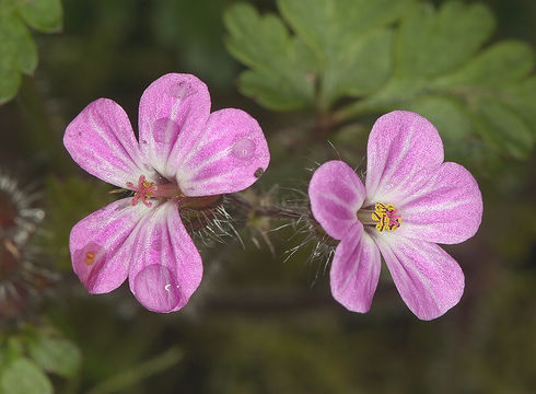 Image of Little-Robin