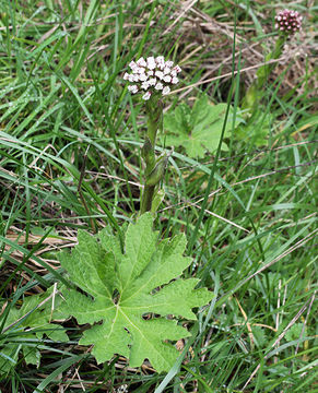 Imagem de Petasites frigidus var. palmatus (Ait.) Cronq.