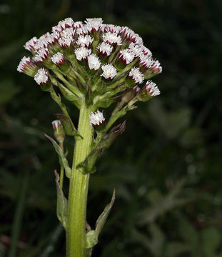 Image of arctic sweet coltsfoot