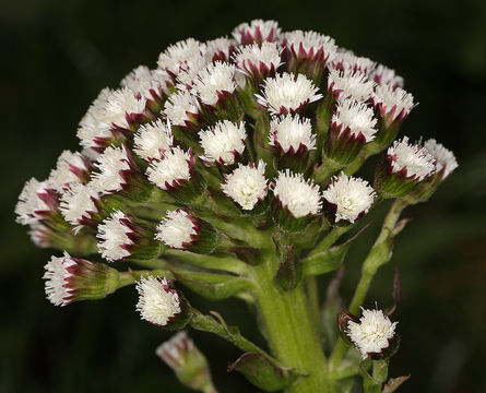 Image of arctic sweet coltsfoot