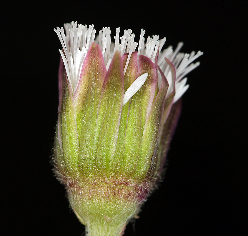 Imagem de Petasites frigidus var. palmatus (Ait.) Cronq.