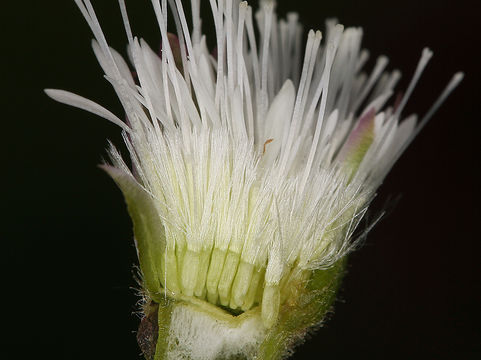 Plancia ëd Petasites frigidus var. palmatus (Ait.) Cronq.