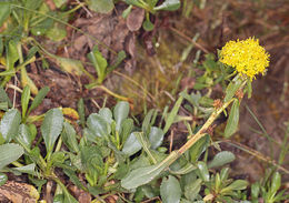 صورة Solidago spathulata DC.