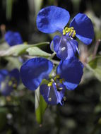 Image of commelina