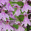 Image of <i>Dactylorhiza <i>fuchsii</i></i> ssp. fuchsii