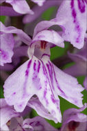 Image of <i>Dactylorhiza <i>fuchsii</i></i> ssp. fuchsii