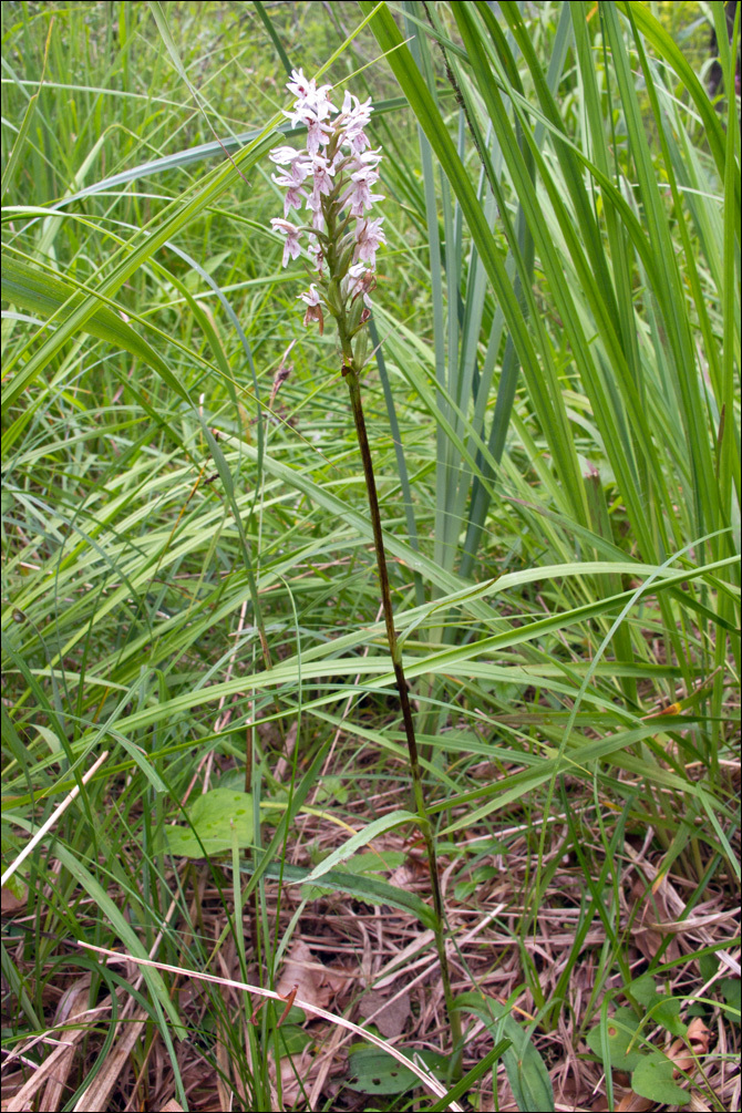 Image of <i>Dactylorhiza <i>fuchsii</i></i> ssp. fuchsii