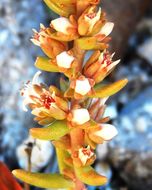 Image of rat's-tail succulent