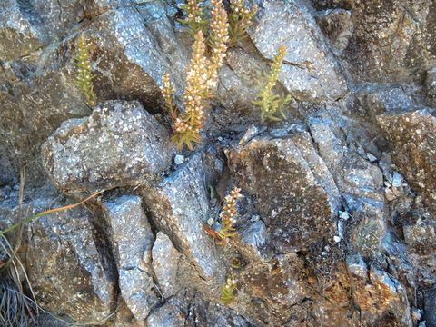 Image of rat's-tail succulent