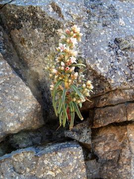 Image of rat's-tail succulent