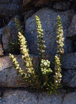 Image of rat's-tail succulent