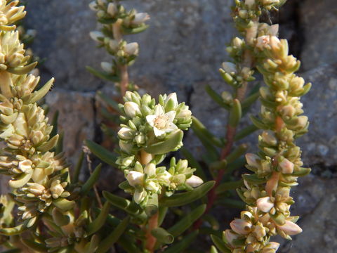 Image of rat's-tail succulent