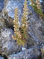 Image of rat's-tail succulent