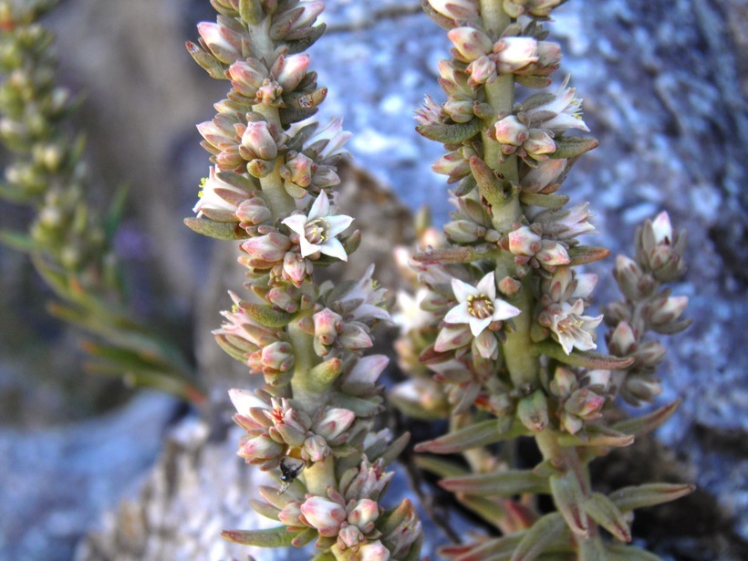 Image of rat's-tail succulent