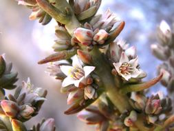 Image of rat's-tail succulent