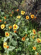 Tithonia tubaeformis (Jacq.) Cass. resmi